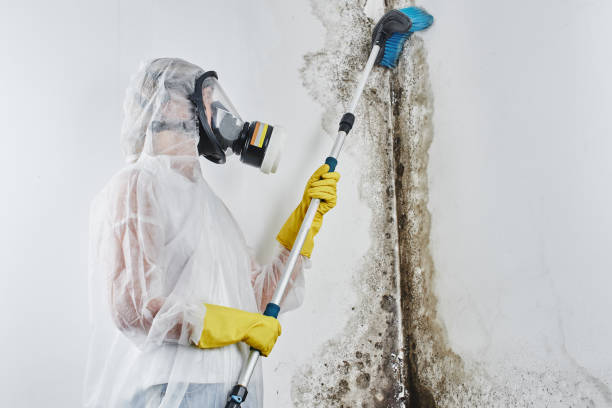 Why You Should Choose Our Mold Remediation Services in Massac, KY